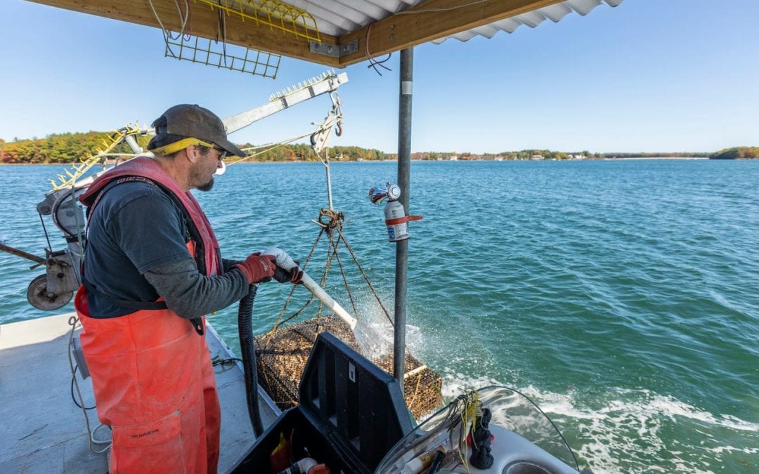 Seacoast Online: Nature Conservancy offers win-win for oyster farmers