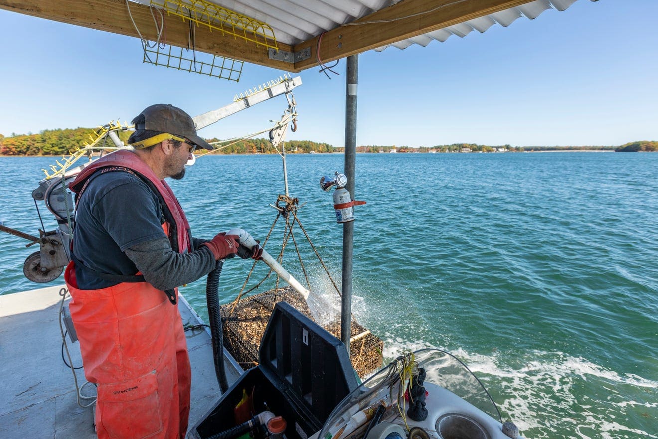Seacoast Online Nature Conservancy offers winwin for oyster farmers