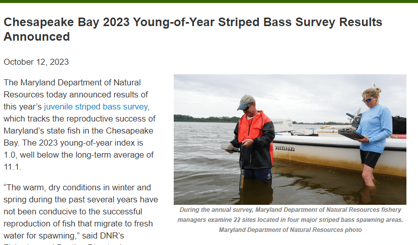 2023 Chesapeake Bay Young of the Year Striped Bass Counts Released